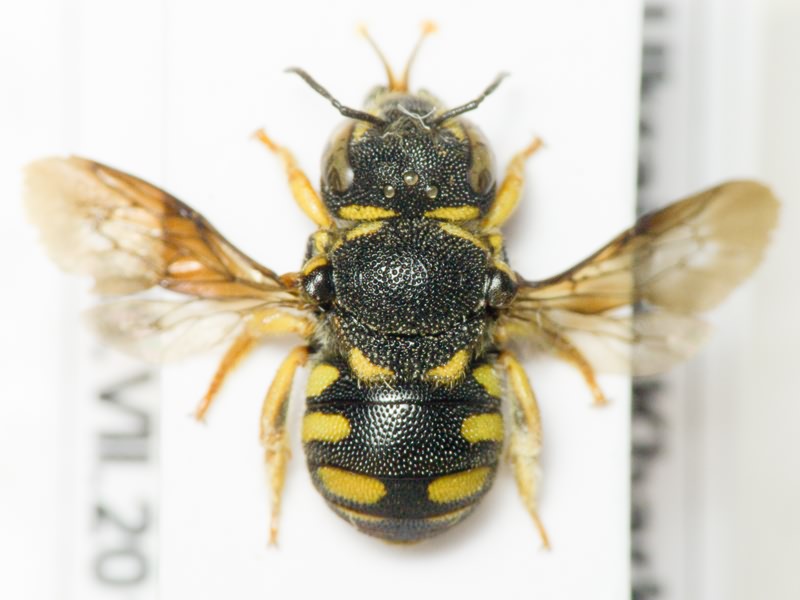 Hymenoptera